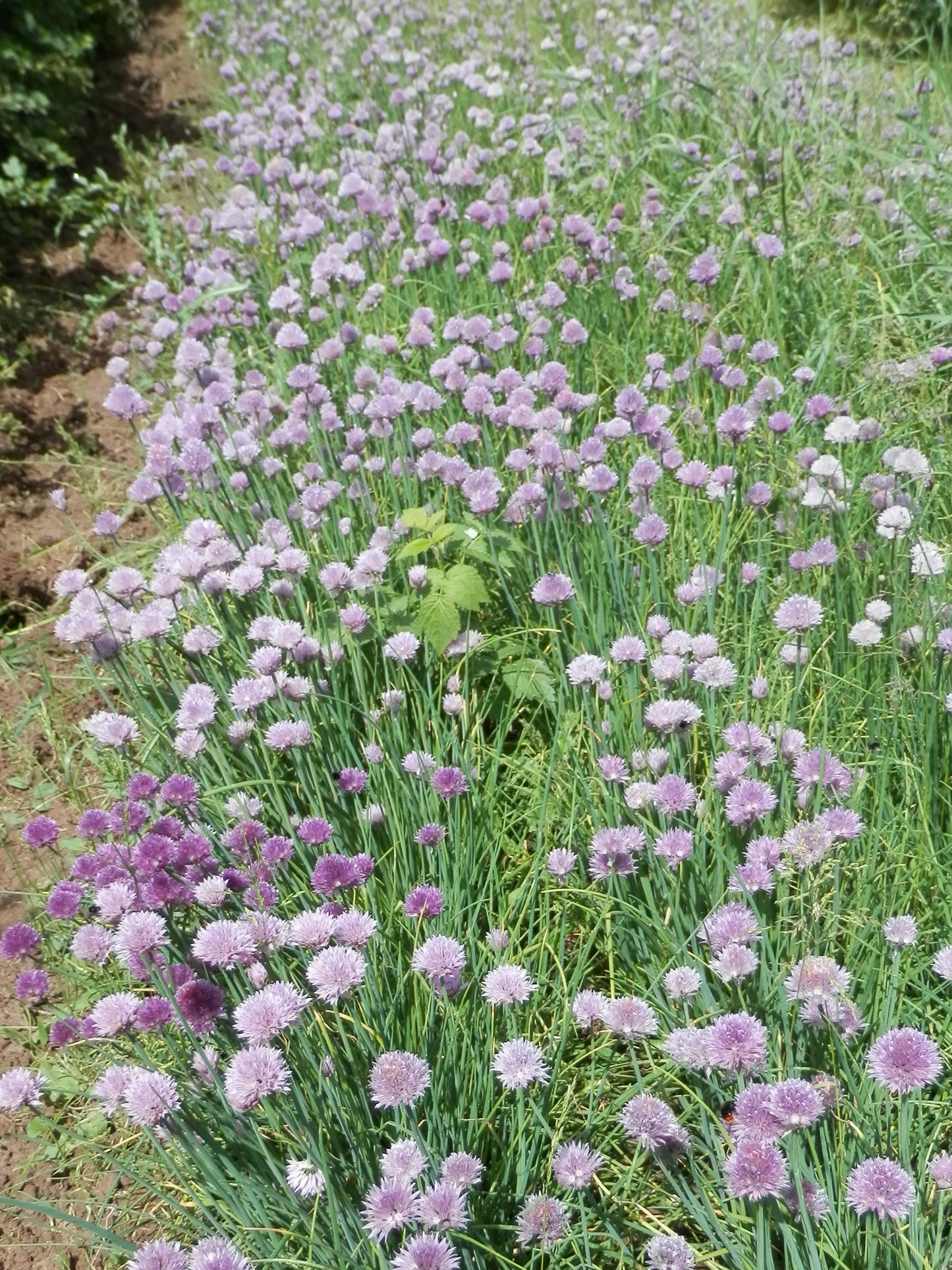 GREEN MUNDO | Schnittlauch 'Bellarisa' Saatgut – Bio, samenfest & aromatisch
