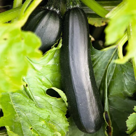 GREEN MUNDO | Zucchino Black Beauty Saatgut - BIO & Samenfest