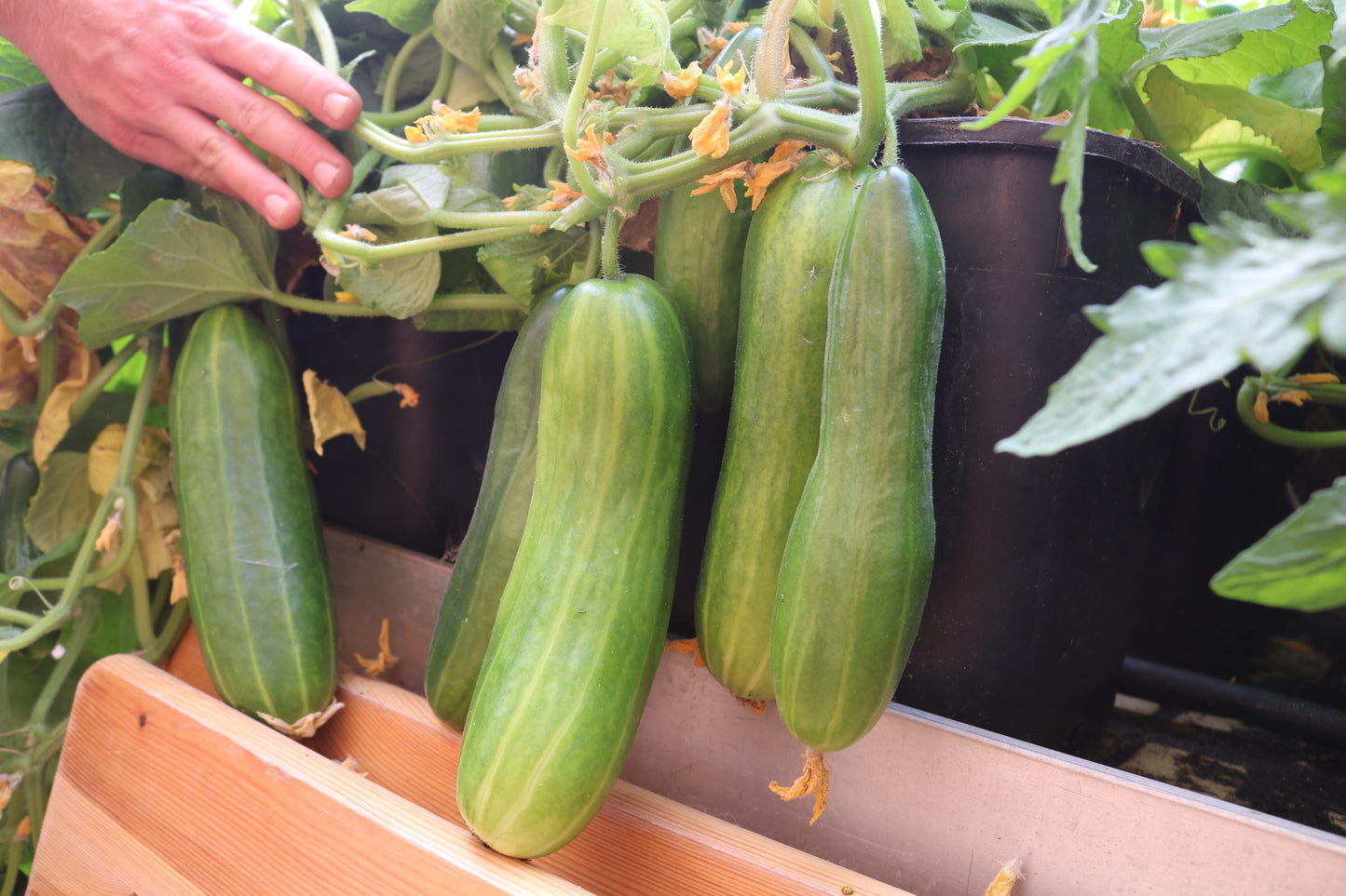 GREEN MUNDO Saatgut | Bio-Topfgurke Antje für Balkon & Terrasse