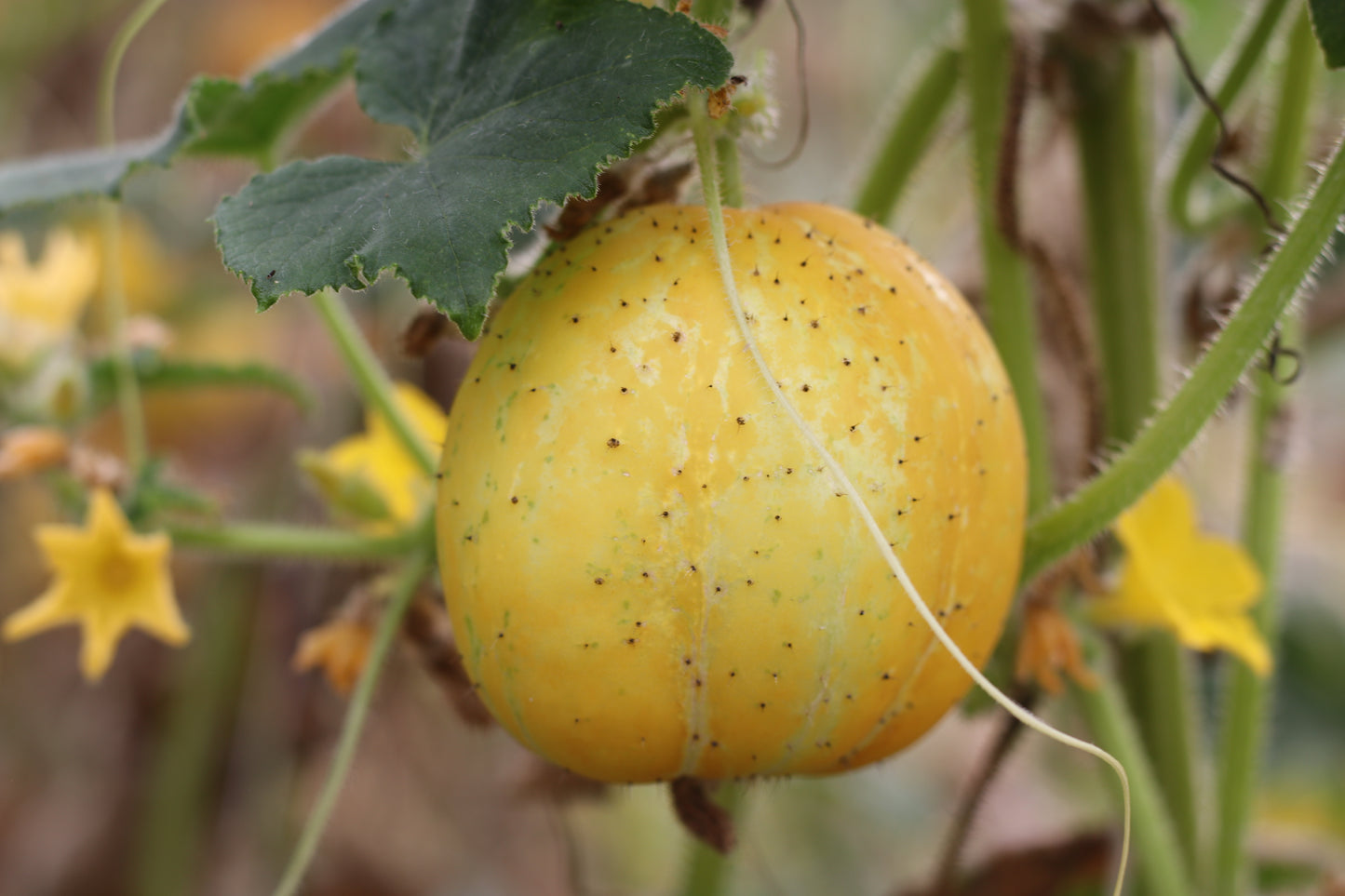 GREEN MUNDO Saatgut | Zitronengurke Lemon, Bio & Samenfest