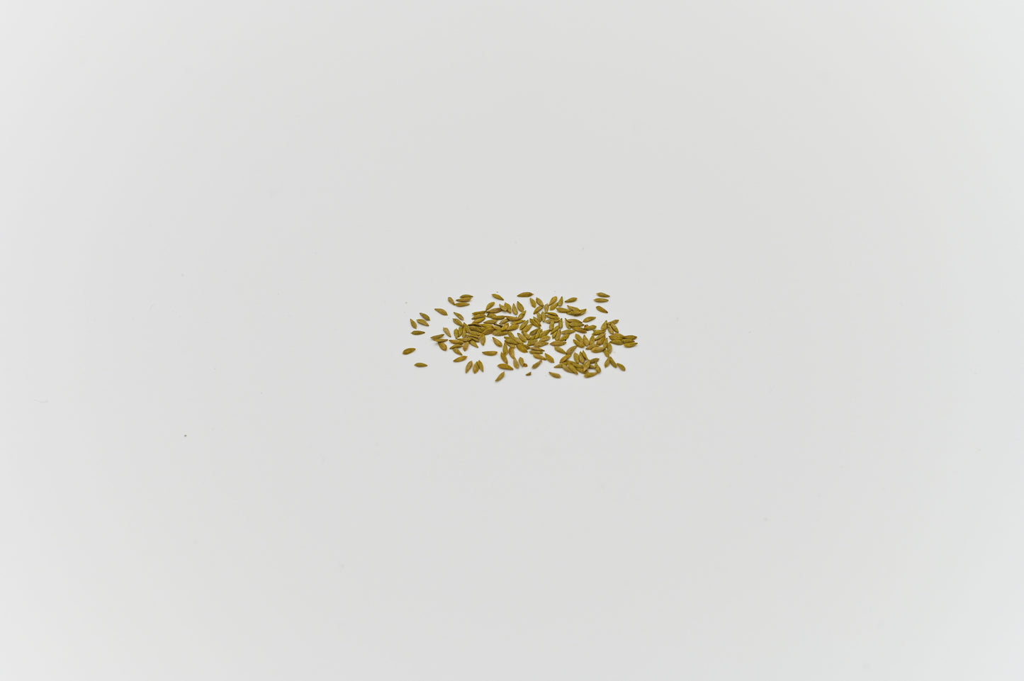 GREEN MUNDO Saatgut | Kopfsalat Attractie Bio & Samenfest