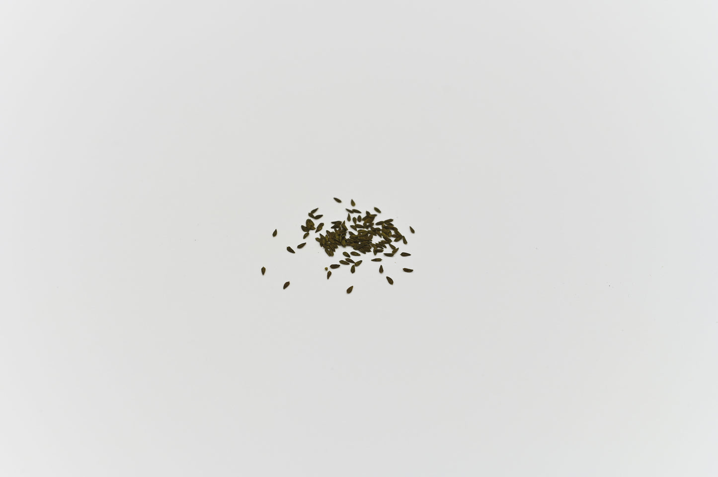 GREEN MUNDO Saatgut | Salat Redbone Bio & Samenfest