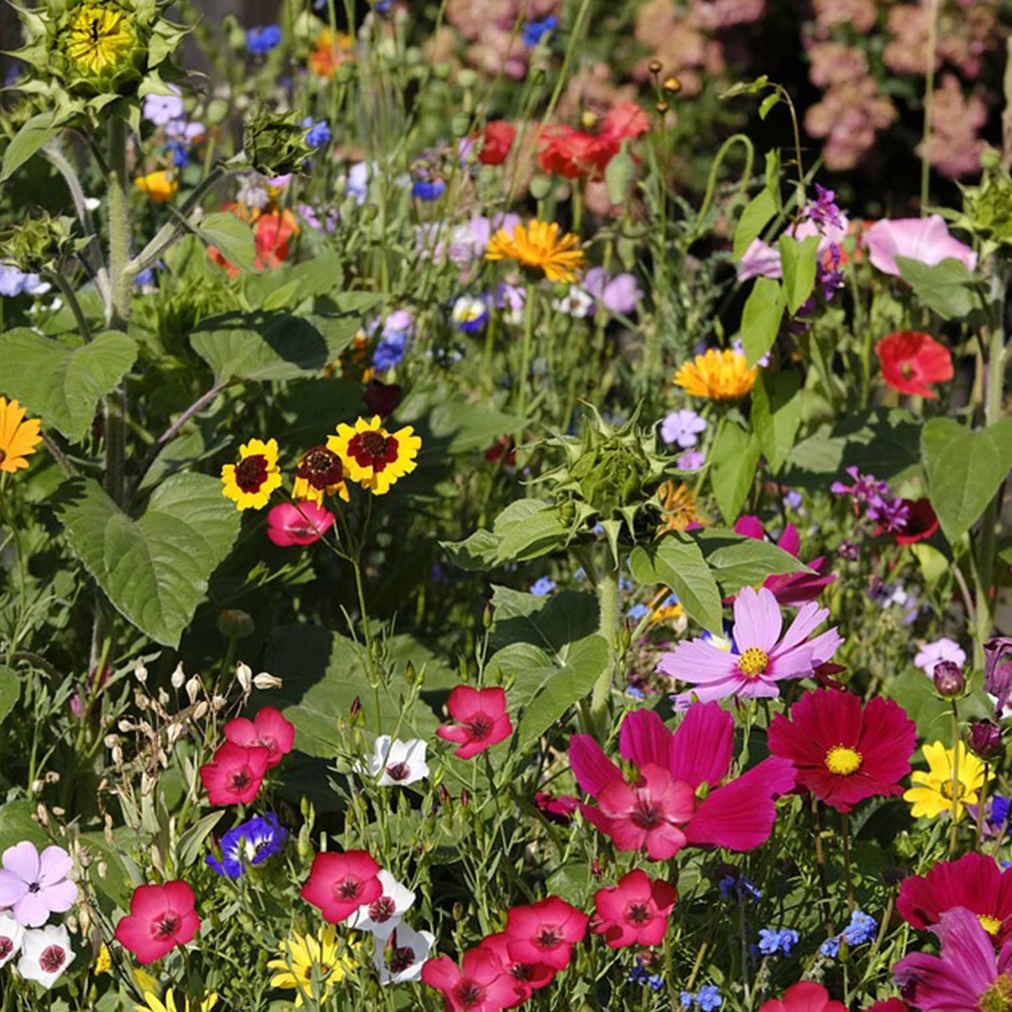 GREEN MUNDO Saatgut | Blühmischung Bunte Bienenweide Bio & Samenfest