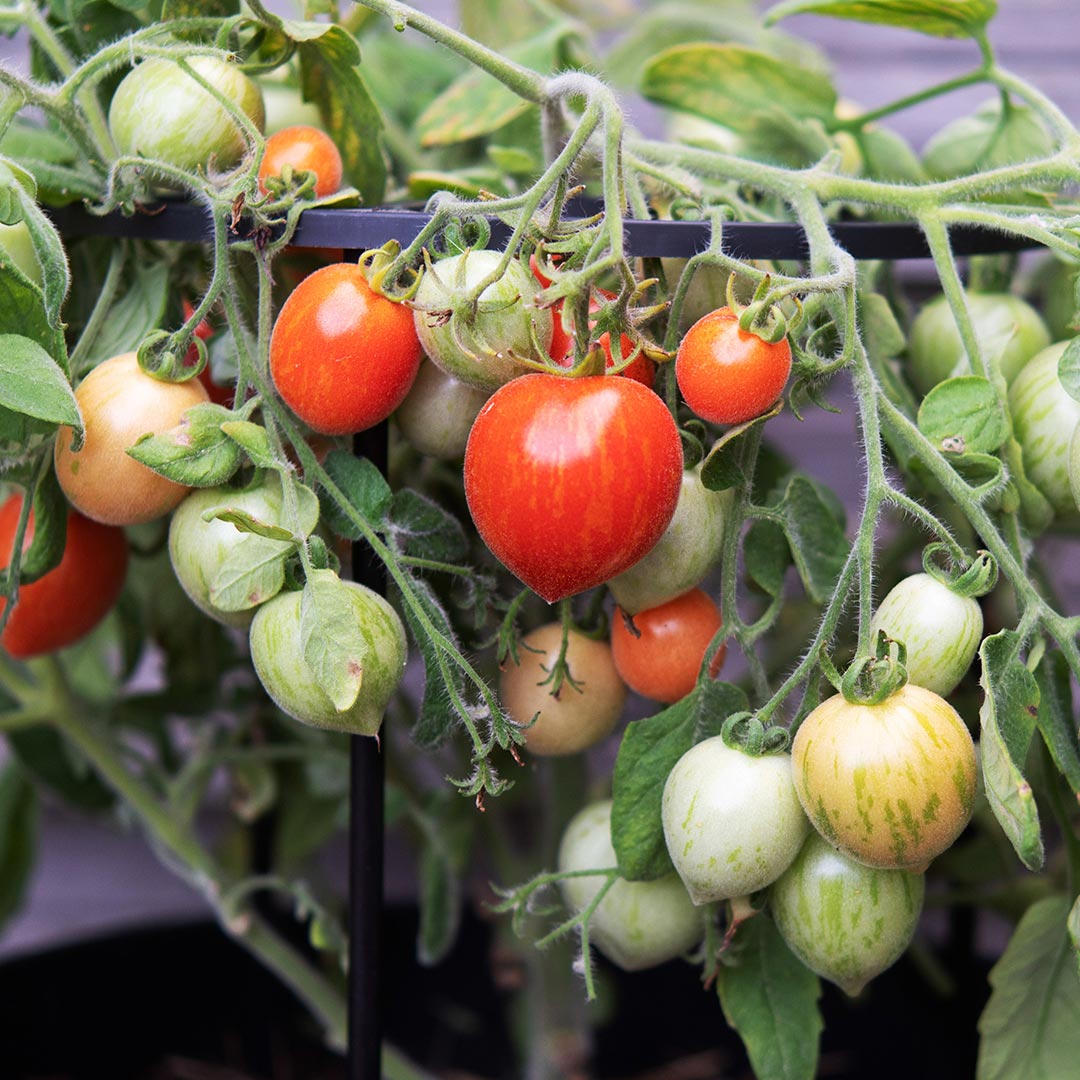 GREEN MUNDO Saatgut | Bio-Buschtomate für Topf & Balkon