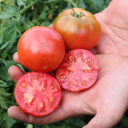 GREEN MUNDO Saatgut | Buschtomate Silbertanne BIO & Samenfest