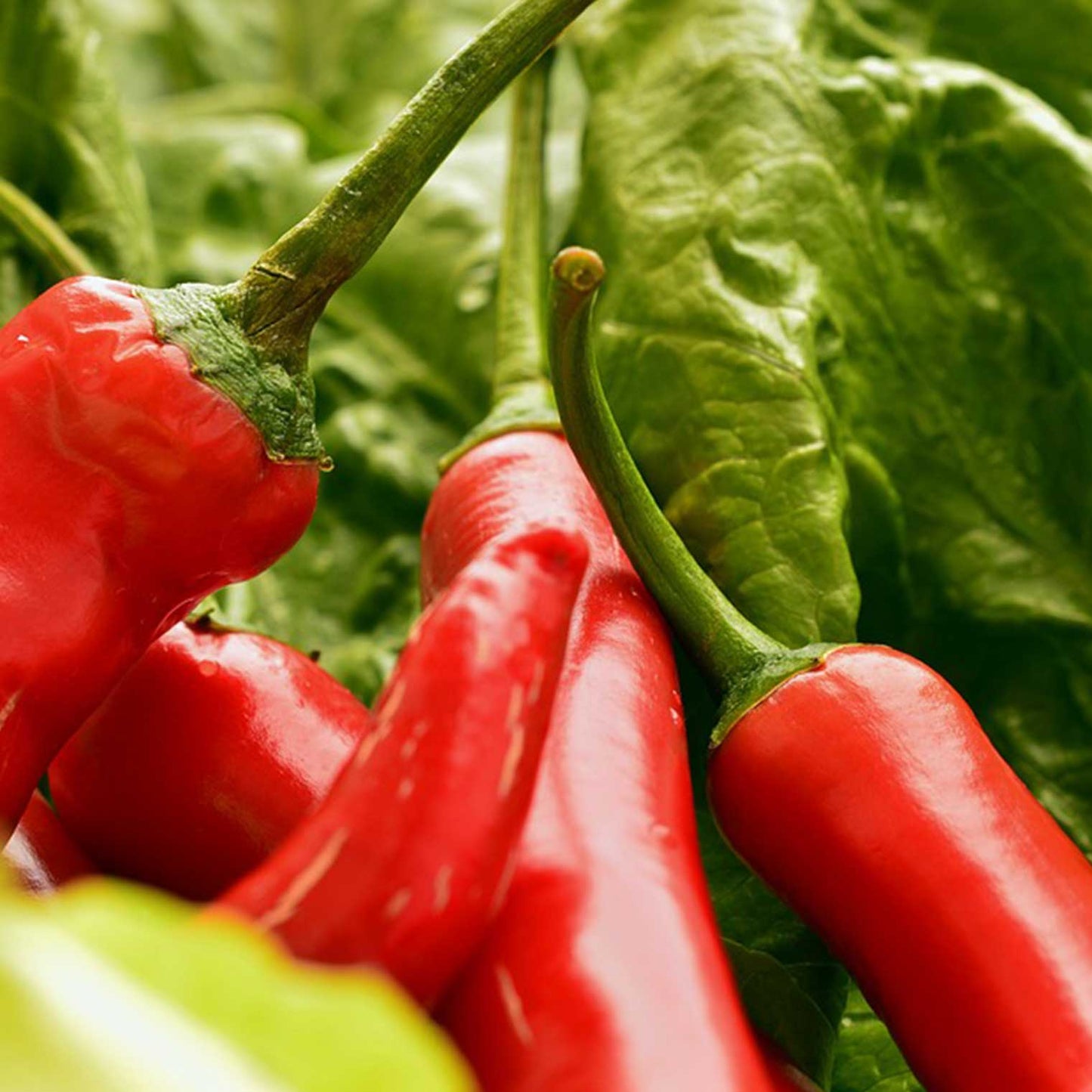 GREEN MUNDO Saatgut | Chili de Cayenne Bio & Samenfest