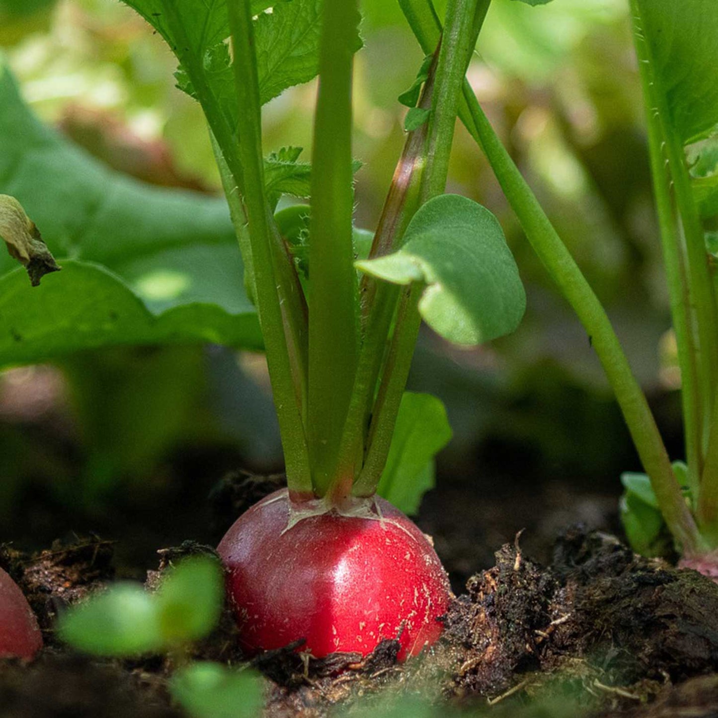 GREEN MUNDO Saatgut | Radieschen Cherry Belle Bio & Samenfest