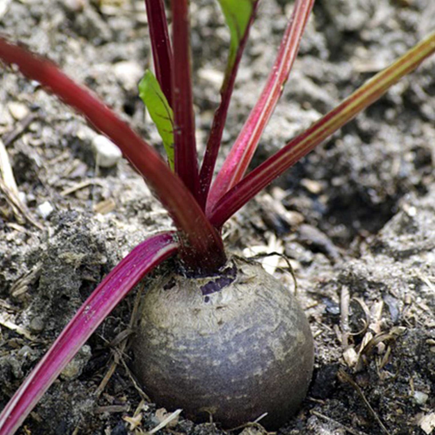 GREEN MUNDO Saatgut | Rote Beete Bio & Samenfest