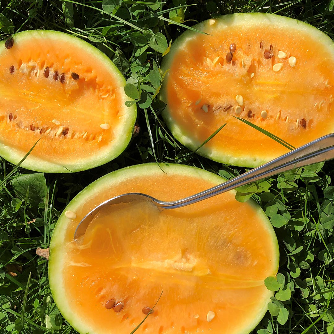 GREEN MUNDO Saatgut | Wassermelone Solopoly Bio & Samenfest