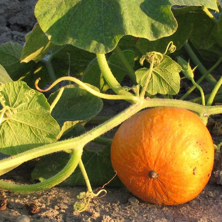 Saatgut | Kürbis
