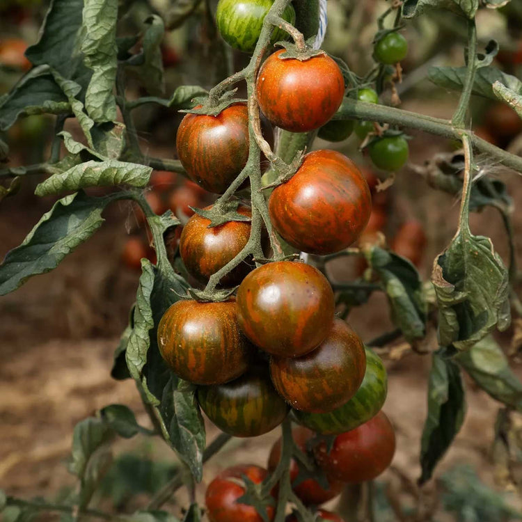 Saatgut | Tomate