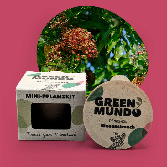 GREEN MUNDO Pflanzkit | Bienenstrauch – Honigbaum für Bienen