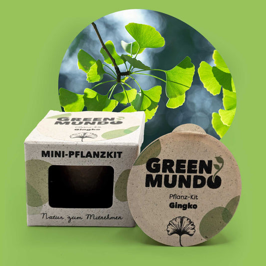 GREEN MUNDO Pflanzkit | Ginkgo – ästhetisch & anpassungsfähig