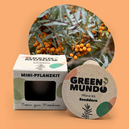 GREEN MUNDO Pflanzkit | Sanddorn  – ökologisch wertvoll & langlebig