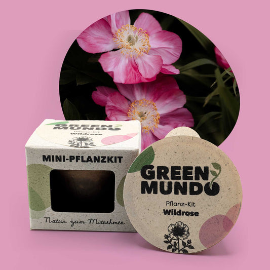 GREEN MUNDO Pflanzkit | Wildrose – robust & vielseitig