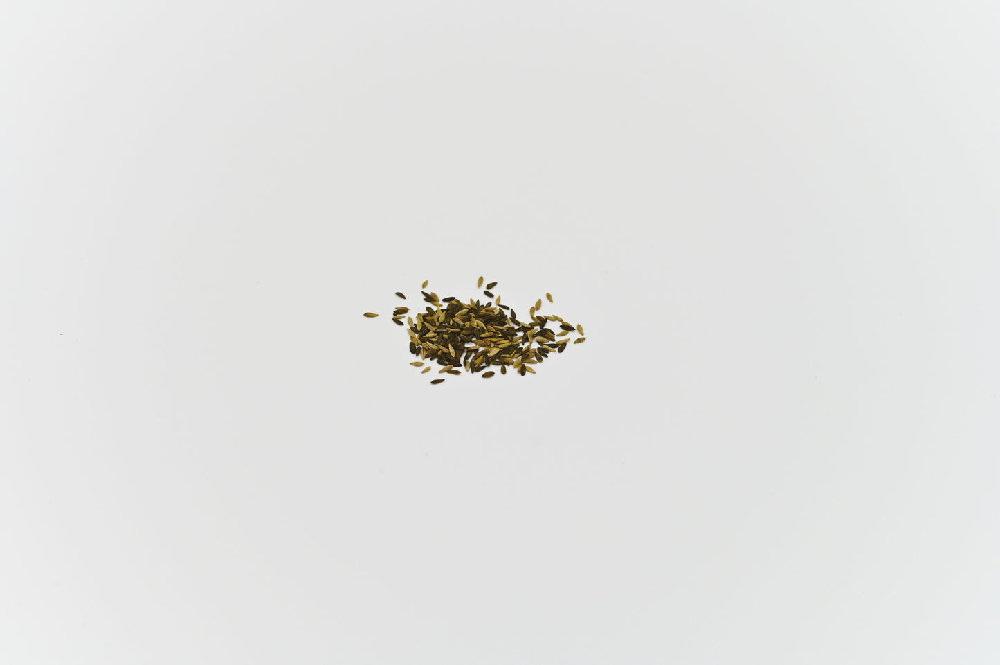 GREEN MUNDO Saatgut | Salat Mesclun Mix Bio & Samenfest