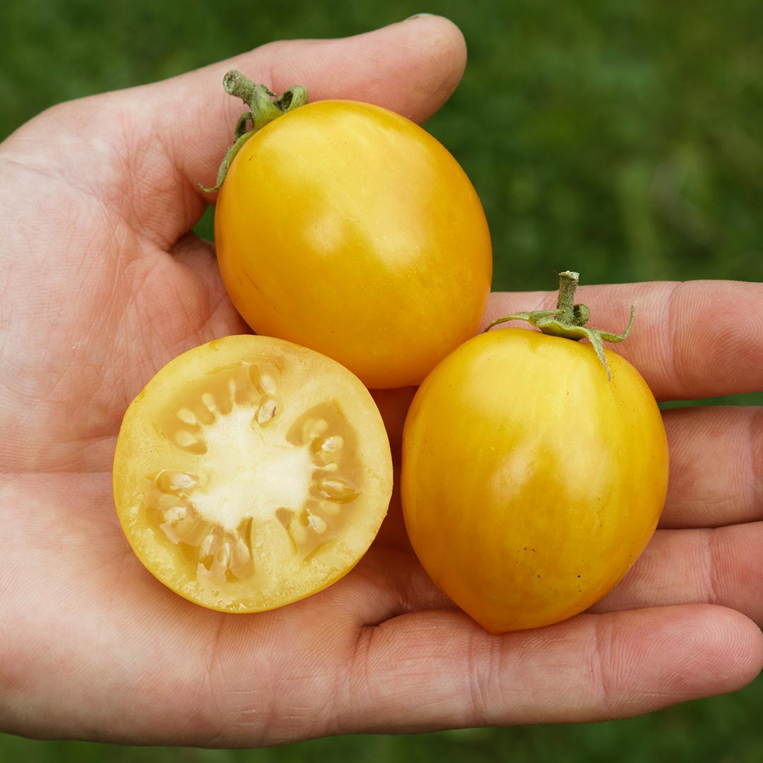 GREEN MUNDO Saatgut | Buschtomate Tigerette Cherry Bio & Samenfest