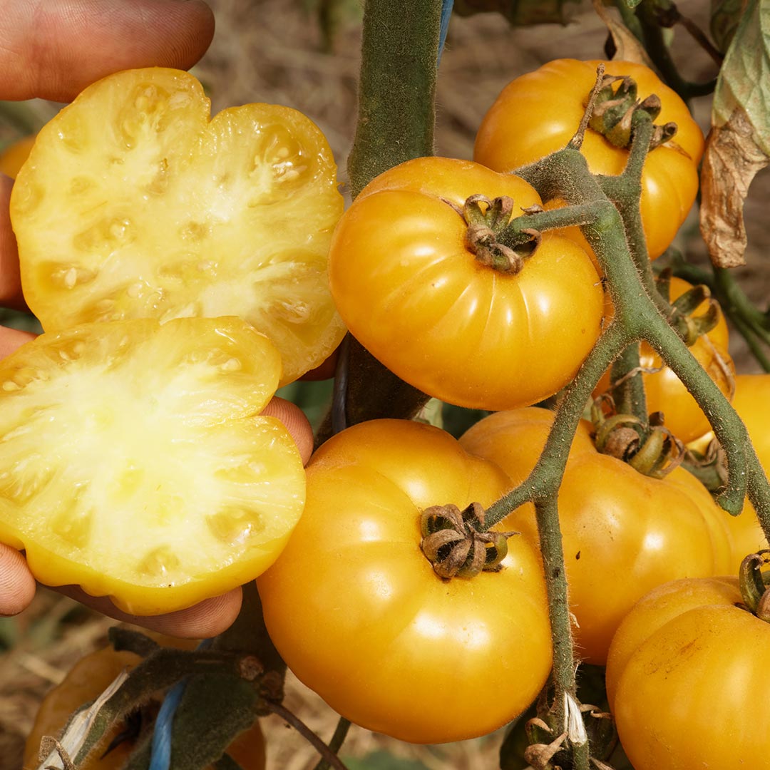 GREEN MUNDO Saatgut | Fleischtomate Old Yellow Candystripe Bio & Samenfest