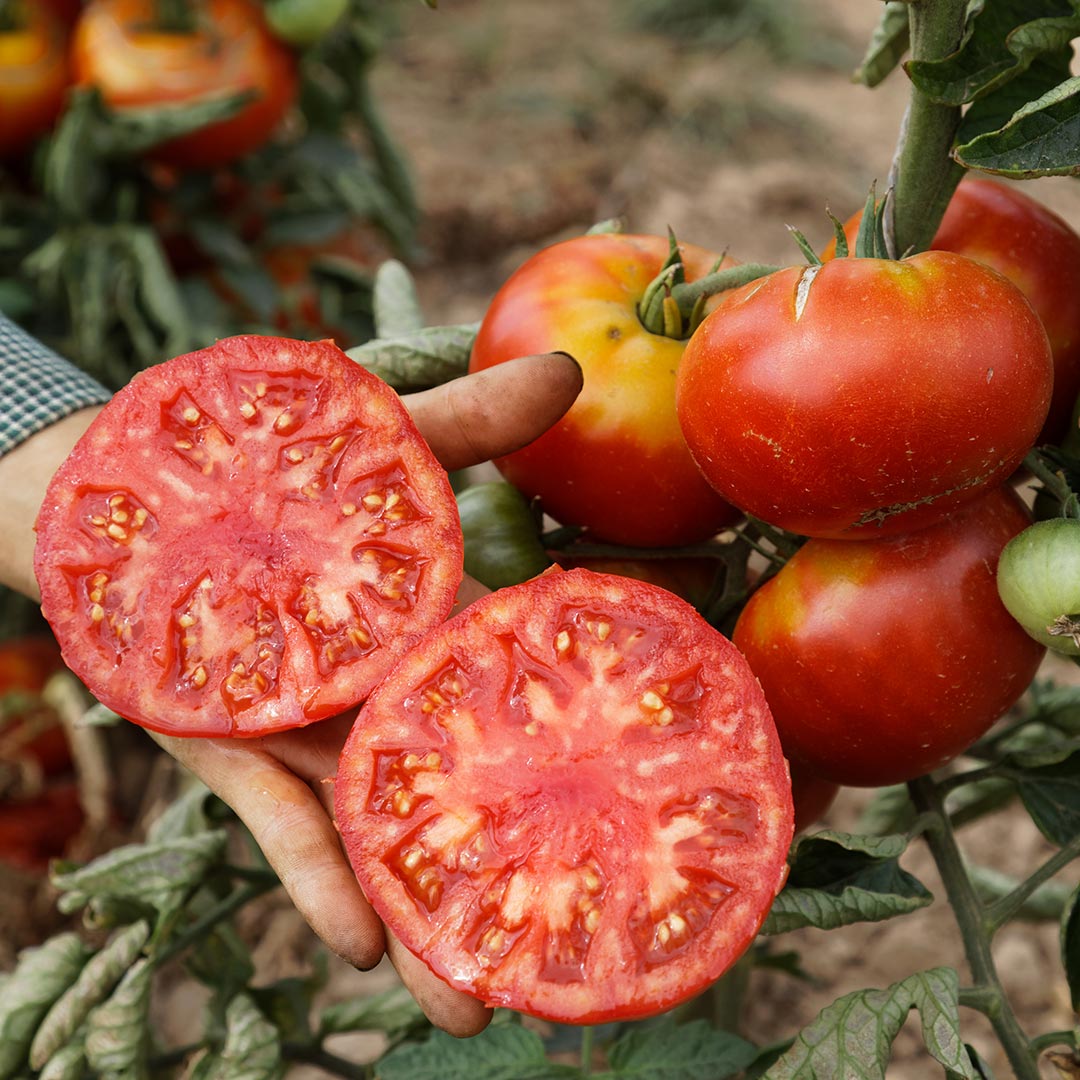 GREEN MUNDO Saatgut | Fleischtomate Vivagrande Bio & Samenfest