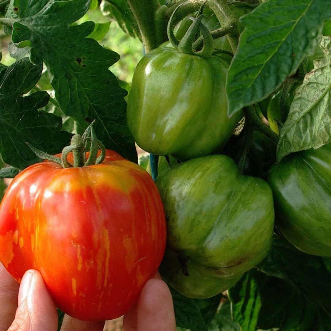 GREEN MUNDO Saatgut | Fülltomate Striped Cavern Bio & Samenfest