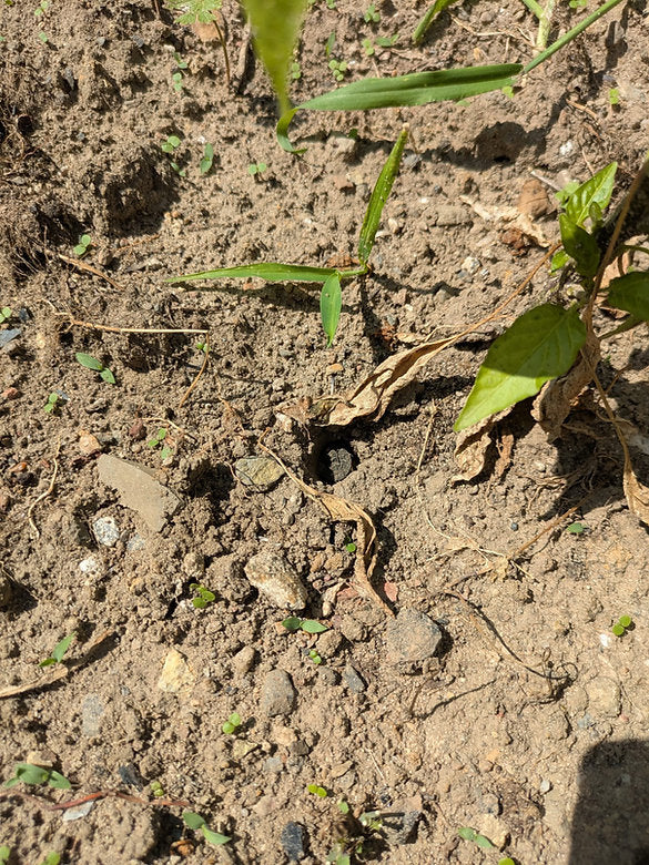 GREEN MUNDO Düngedübel | Dübli für einfaches und schnelles Nachdüngen