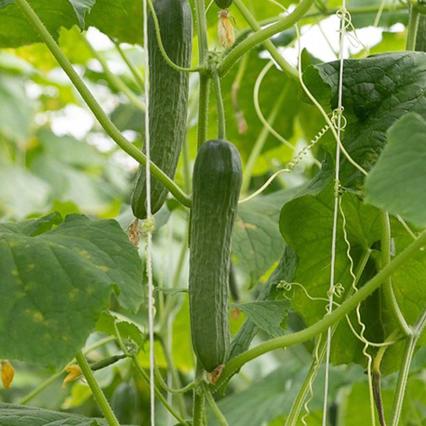 GREEN MUNDO Saatgut | Gurke Marketmore Bio & Samenfest