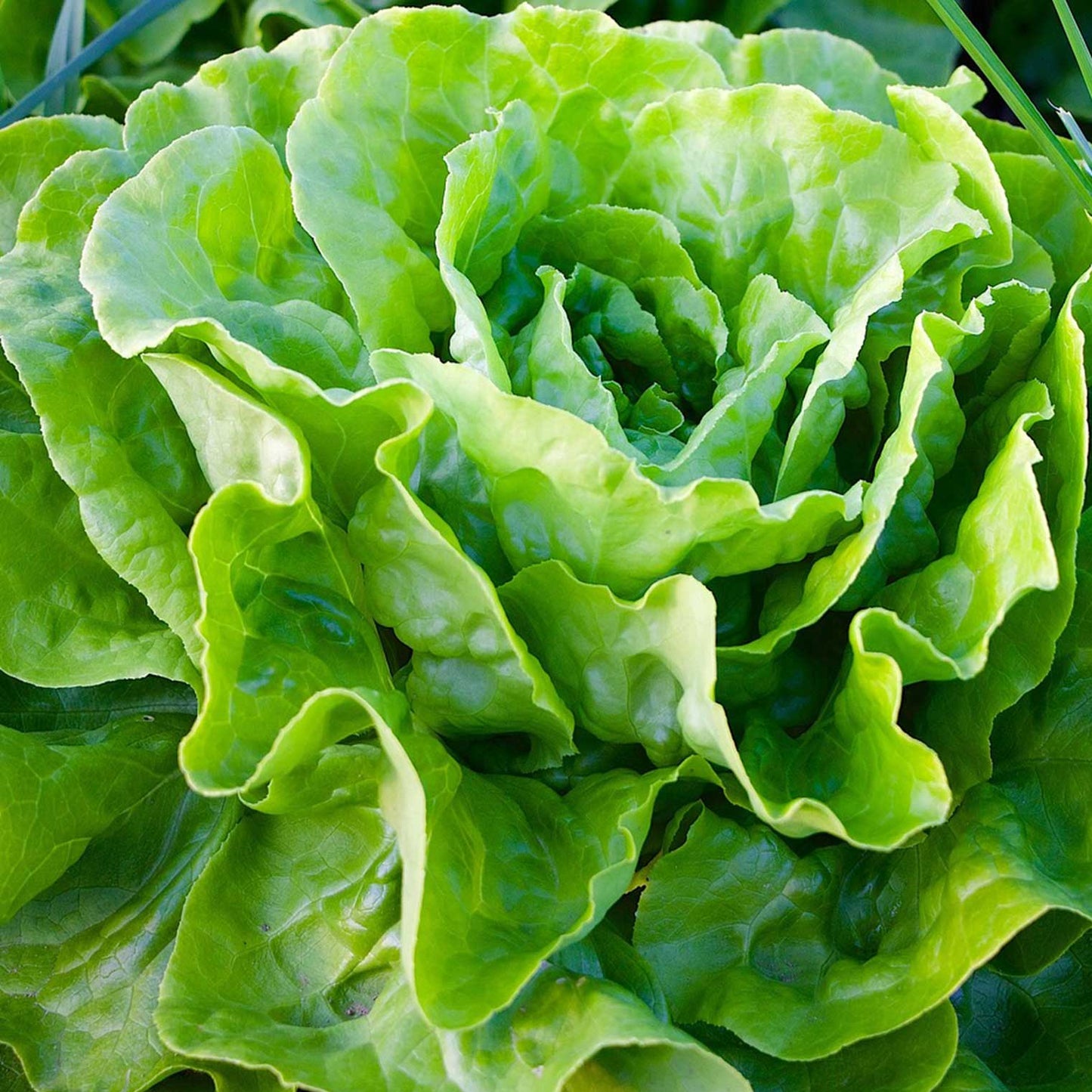 GREEN MUNDO Saatgut | Kopfsalat Attractie Bio & Samenfest