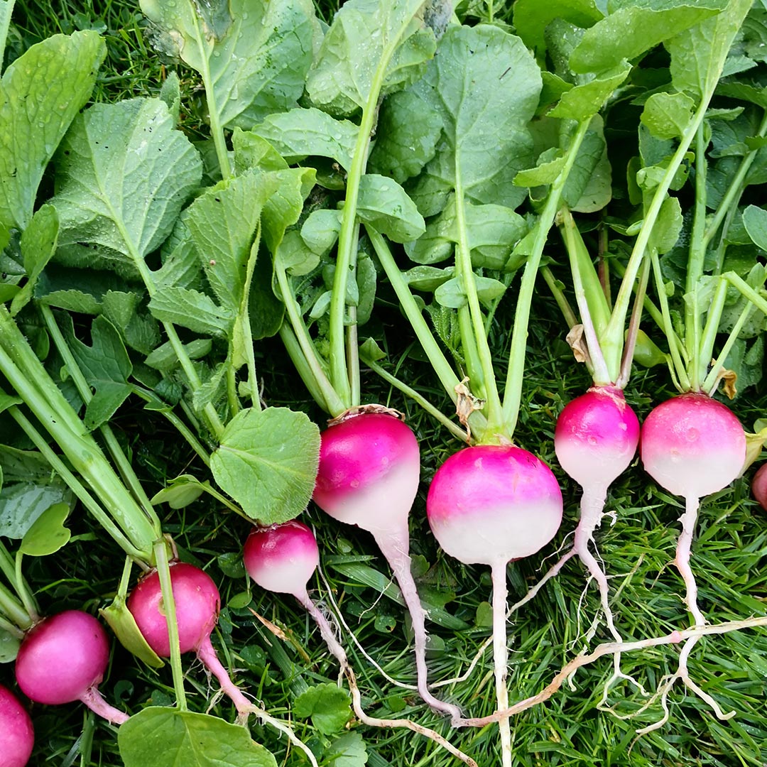 GREEN MUNDO Saatgut | Radieschen Radis rose á bout blanc Bio & Samenfest