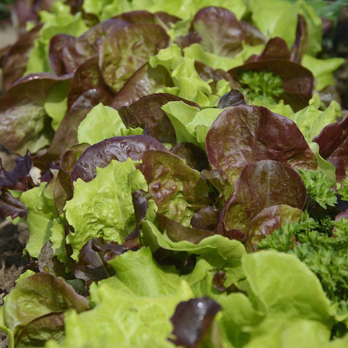 GREEN MUNDO Saatgut | Salat Mesclun Mix Bio & Samenfest